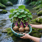3 Stephania Erecta Caudex Bulbs - Image 7