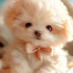 Interactive Plush Dog Toy Walking Barking Puppy - Image 9