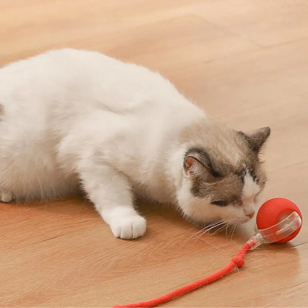 Smart Cat Toy with Tail Motion Indoor Fun